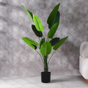 Grevia Banana Tree 160Cm