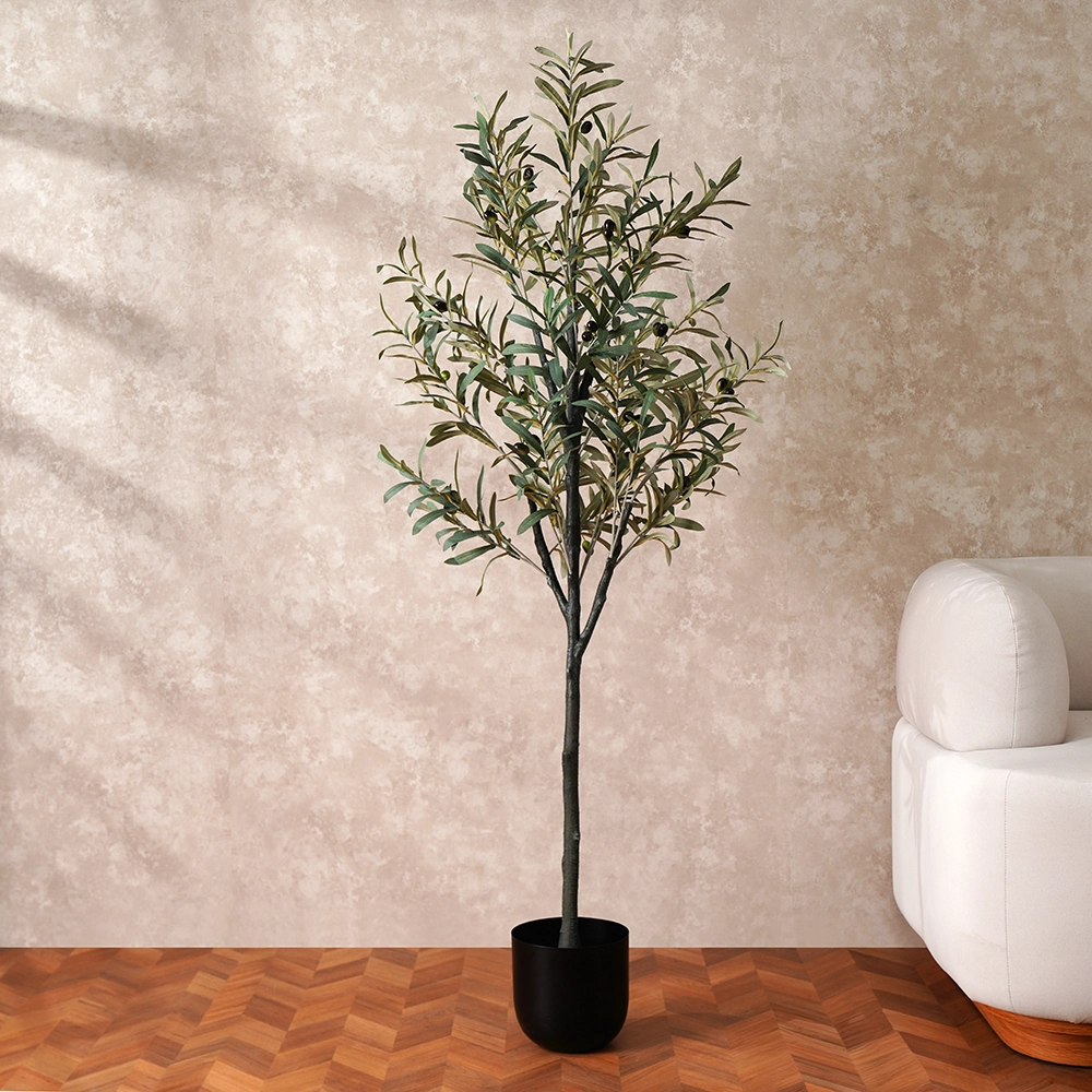 Grevia Olive Tree 150Cm