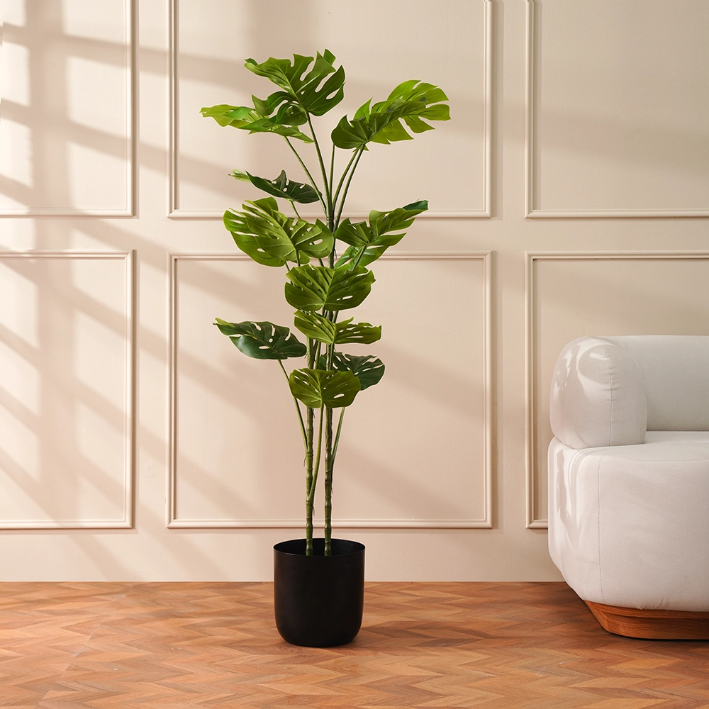 Grevia Tortoise Shell Tree 150Cm